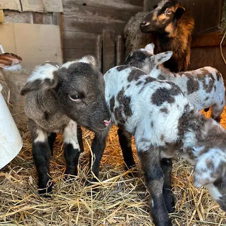 Apartmán Les De La Bergerie Xonrupt-Longemer