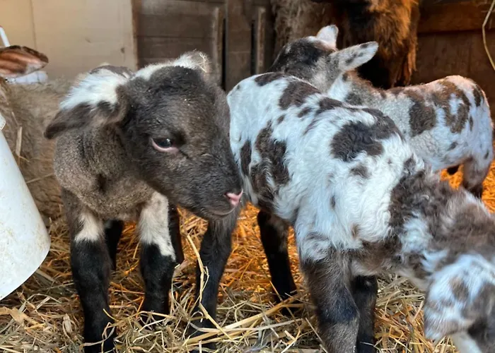 Apartmán Les De La Bergerie Xonrupt-Longemer